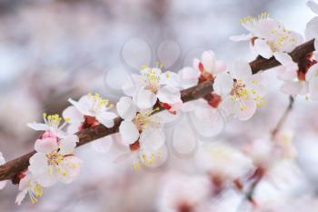 Spring flowers of apricot tree. Composition of nature.