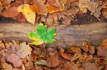 Autumn mood. Green leaf on the ground. Nature concept.