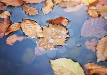 Autumn leafs in water. Nature conceptual composition.