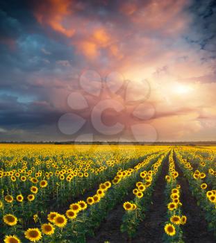 Field of sunflowers. Composition of nature.