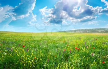 Spring meadow of flowers. Composition of nature.