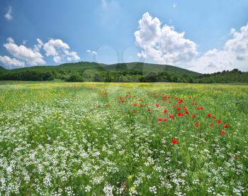 Spring flowers  in meadow. Beautiful landscapes.