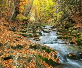 Autumn landscape. Composition of nature. River into canyon.