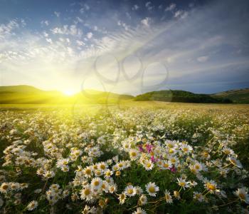 Spring daisy flowers  in meadow. Beautiful landscapes.