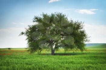 Green meadow in mountain and spring tree. Composition of nature.