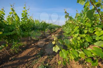 Vineyard row. Composition and agricultural nature.