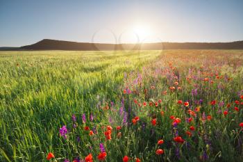 Poppies meadow and green wheat landscape. Spring half nature composition.