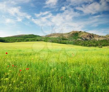 Green spring meadow in mountain. Composition of nature.