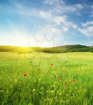 Green spring meadow in mountain. Composition of nature.