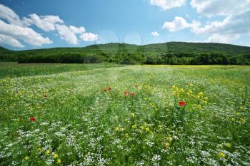 Spring meadow of flower. Nature composition.