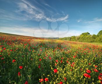 Spring flowers in meadow. Beautiful landscapes.