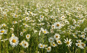 Spring daisy flowers  in meadow. Beautiful landscapes.