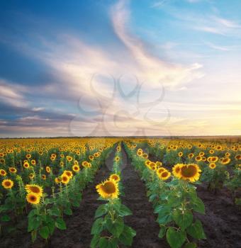 Field of sunflowers. Composition of nature. 