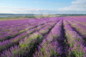 Meadow of lavender. Nature composition.