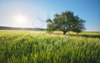 Green meadow in mountain and spring tree. Composition of nature.