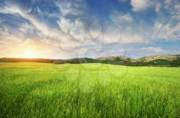 Green meadow in mountain. Composition of nature.