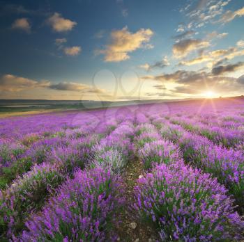 Meadow of lavender. Nature composition.