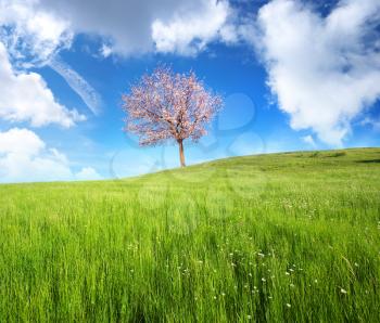 Green meadow in mountain and spring tree. Composition of nature.