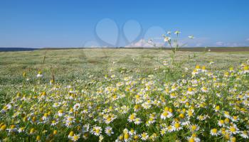 Spring daisy meadow. Composition of nature.