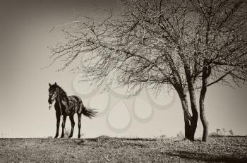 Horse and tree. Concaptual nature composition.