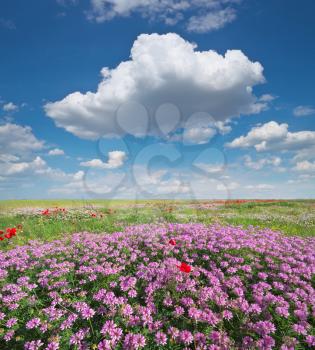 Spring flowers  in meadow. Beautiful landscapes.