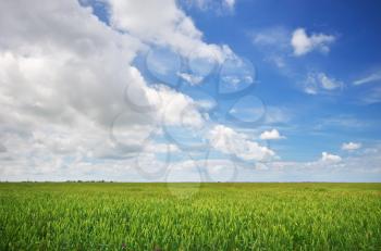 Lawn and cloudy sky. Nature composition.