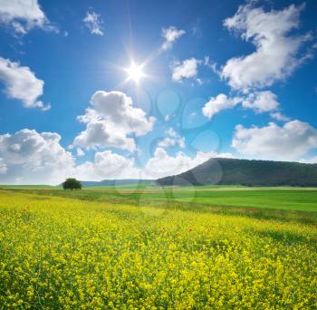 Spring yellow flowers  in meadow. Beautiful landscapes.