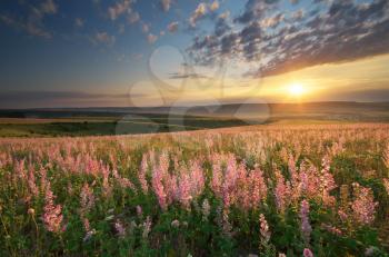 Spring meadow of flowers. Composition of nature.