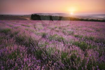 Meadow of lavender at sunset. Nature composition.