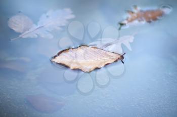 Autumn leaf in water. Nature conceptual composition.