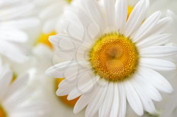 Camomile flower. Macro and background composition. Element of design.