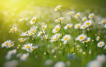 Camomile flower and sun shine. Nature composition.