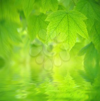 Spring leaf of maple. Beautiful bokeh background. and water reflection. Composition of nature.