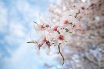 Branch of spring almond tree flower. White tree. Nature composition.