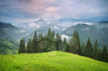 Green mountains hills . Fir and spurce forest.Composition of nature.