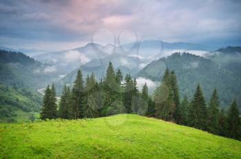 Green mountains hills . Fir and spurce forest.Composition of nature.