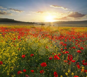 Spring flowers in meadow. Beautiful landscapes.