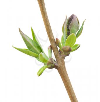 Isolated spring branch and buds. Nature design.