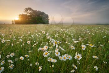 Daisy meadow on foggy morning. Nature composition.