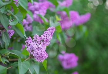 Flower of a lilac. Nature composition.