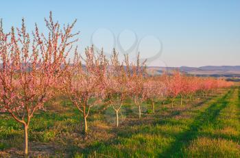 Spring of peach garden. The blossoming trees and blue sky.