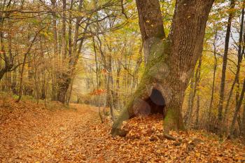 Hollow moss and oak tree in autumn forest. Landscape nature.