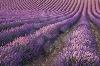 Texture of lavender meadow. Nature composition.