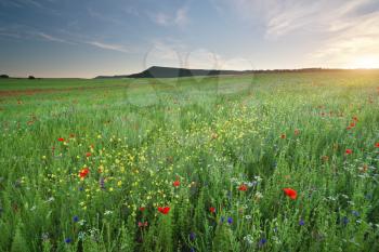 Spring green medoaw of flowers at sunset. Nature composition.