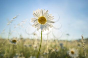 Spring camomile in morning dew. Flower portrait and sunshine in back light. Nature composition.