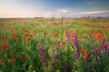 Spring flowers  in meadow. Beautiful landscapes.