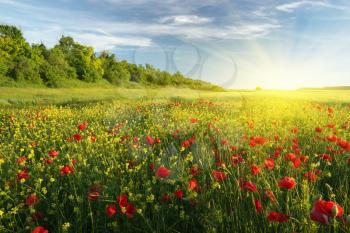 Spring flowers in meadow at sunset. Beautiful landscapes.