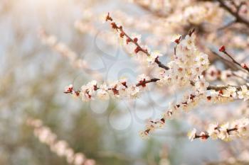 Spring flowers of apricot tree. Composition of nature.
