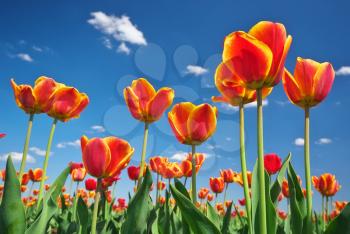Tulips and sky background. Composition of nature.