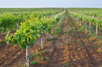 Vineyard rows. Agriculture nature landscape. Composition of nature.
